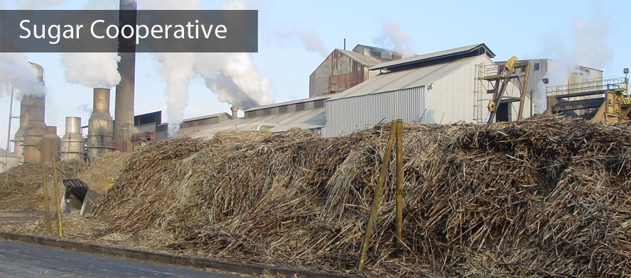 Sugar Cooperative