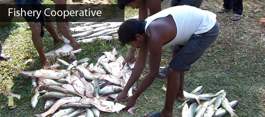 Fishery Cooperative